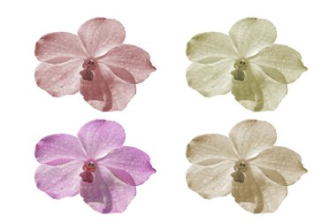 Güzel orkide beyaz arka plan üzerinde izole