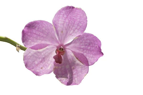 Isolat d'orchidée rose sur fond blanc — Photo