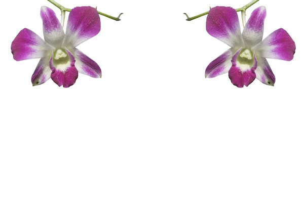 Hermosa orquídea aislada sobre fondo blanco — Foto de Stock