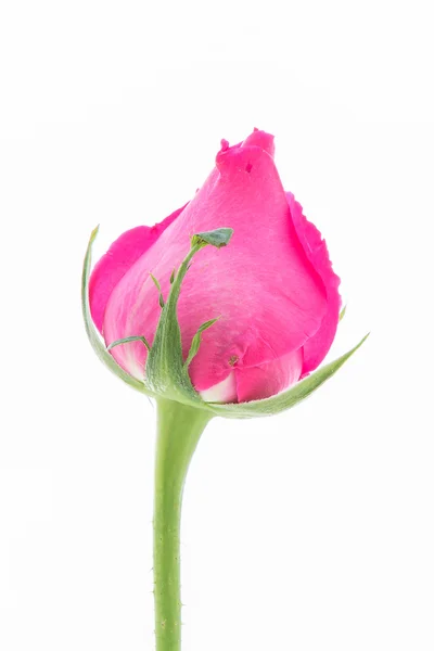 Close up lyserød rose på hvid baggrund - Stock-foto