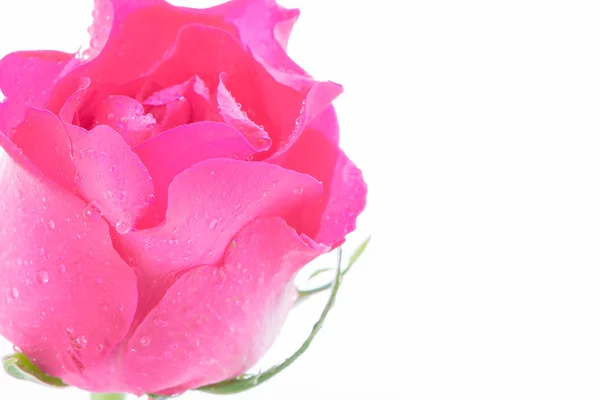 Rosa rose på hvit bakgrunn – stockfoto