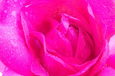 Beyaz arkaplanda pembe gül