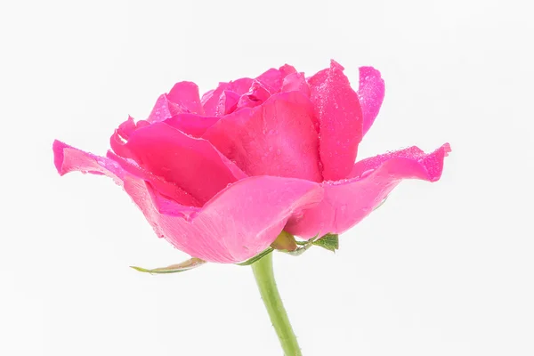 Rosa rosa sobre fondo blanco — Foto de Stock