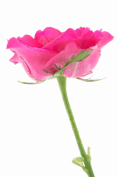 Rosa ros på vit bakgrund — Stockfoto