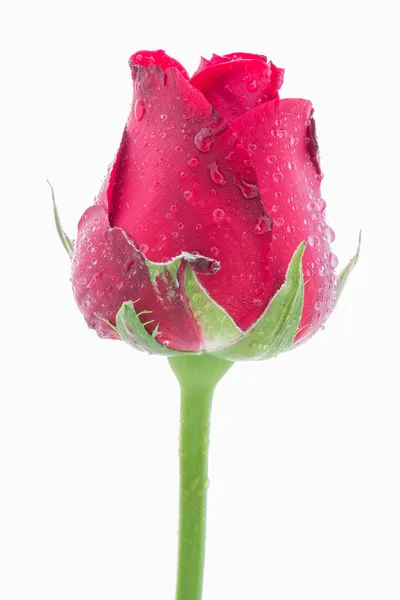 Rosa roja sobre fondo blanco —  Fotos de Stock