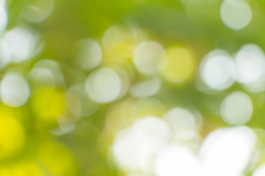 Odak doğa bokeh, arka plan bulanık