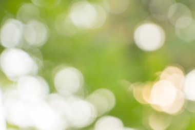 Odak doğa bokeh, arka plan bulanık