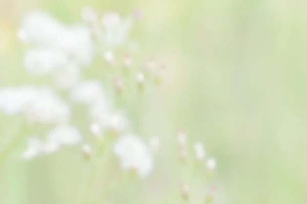 Defocus van aard bokeh, onscherpe achtergrond — Stockfoto