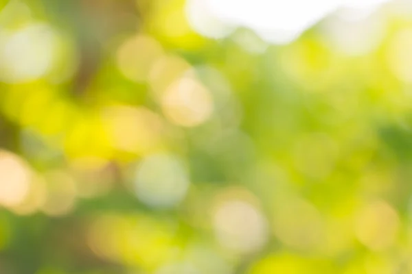 Defocus of  Nature bokeh, blurred background — Stock Photo, Image