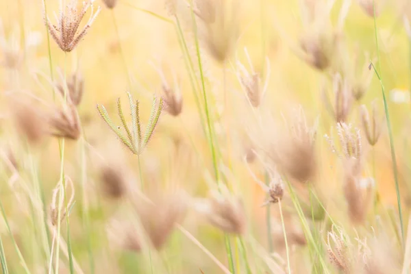 Gedroogd gras bloemen in de natuurlijke met vervagen beweging — Stockfoto