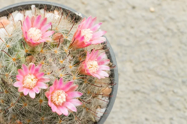 Close up of Cactus in plastic pot — Stock Photo, Image