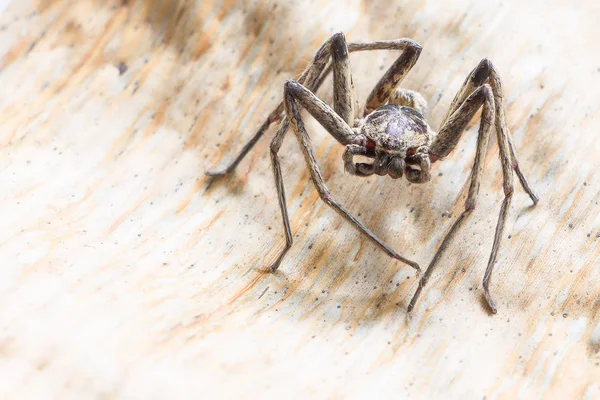 Close up spider , Heteropoda venatoria — Stock Photo, Image