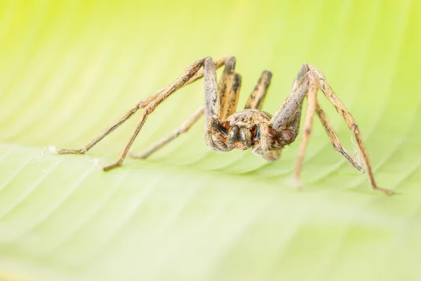 Close up spider , Heteropoda venatoria — Stock Photo, Image