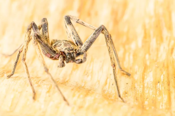 Close up spider , Heteropoda venatoria — Stock Photo, Image
