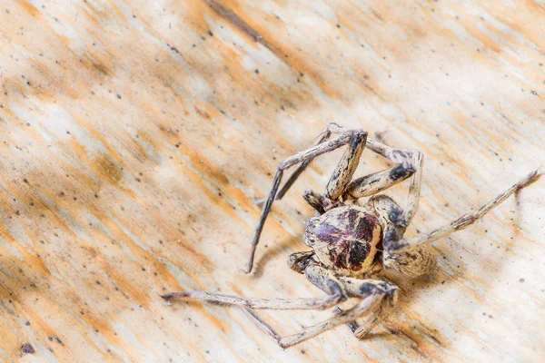 Close up spider , Heteropoda venatoria — Stock Photo, Image