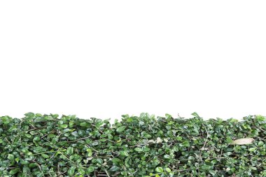 Beyaz arka plan üzerinde izole yeşil bitki duvar
