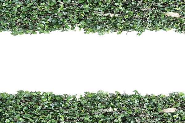 녹색 식물 벽 흰색 배경에 고립 — 스톡 사진