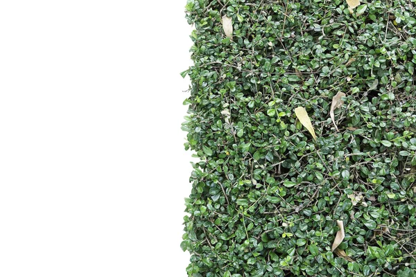 Groene plant muur geïsoleerd op witte achtergrond — Stockfoto