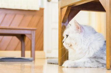 Ahşap Oda portre sevimli kedi