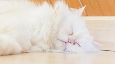 Ahşap Oda portre sevimli kedi