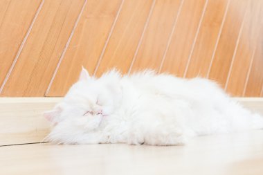 Ahşap Oda portre sevimli kedi