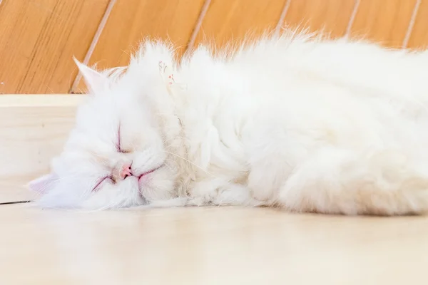Søt katteportrett i treværelset – stockfoto