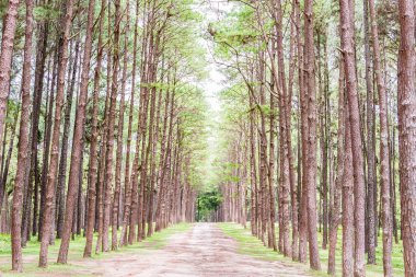 Çam Bahçe chiang mai Tayland at