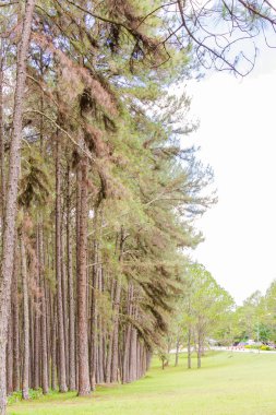 Çam Bahçe chiang mai Tayland at