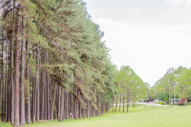 Çam Bahçe chiang mai Tayland at