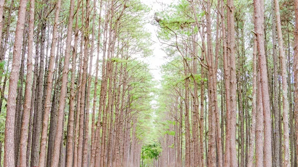 Pine garden på chiang mai thailand — Stockfoto