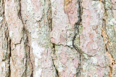 çam ağacı, doku arka plan kabuk kadar kapatın