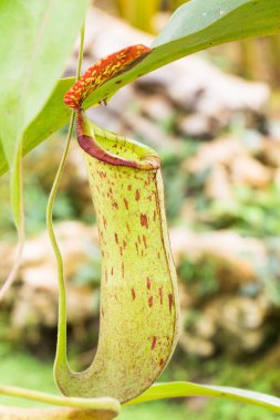 Bahçedeki Nepenthes