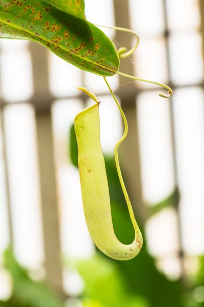 Nepenthes en el jardín — Foto de Stock