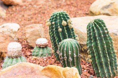 Kaktüs kaya zemin üzerine