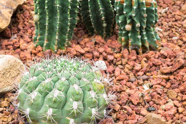 Cactus sur fond rocheux — Photo