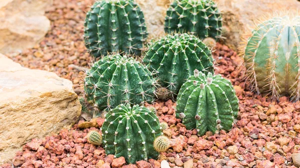 Kaktus na pozadí rock — Stock fotografie