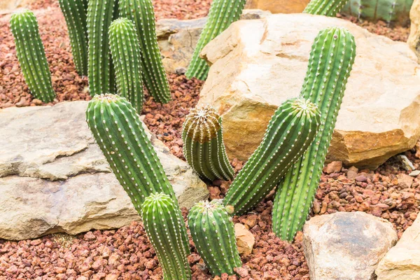 Cactus on rock background — Stock Photo, Image