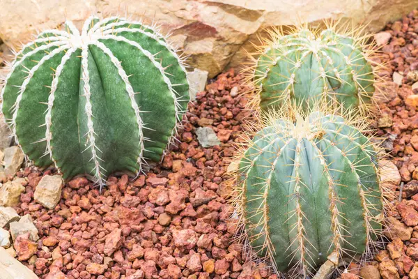 Cactus on rock background — Stock Photo, Image