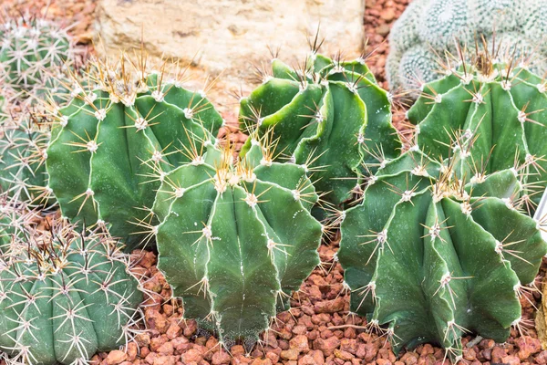 Cactus on rock background — Stock Photo, Image