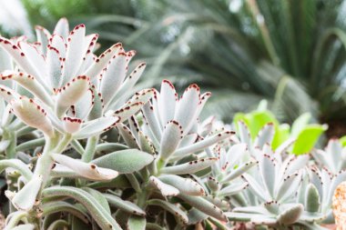 Kaktüs kaya zemin üzerine