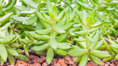 Kaktüs kaya zemin üzerine