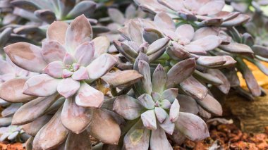 Kaktüs kaya zemin üzerine