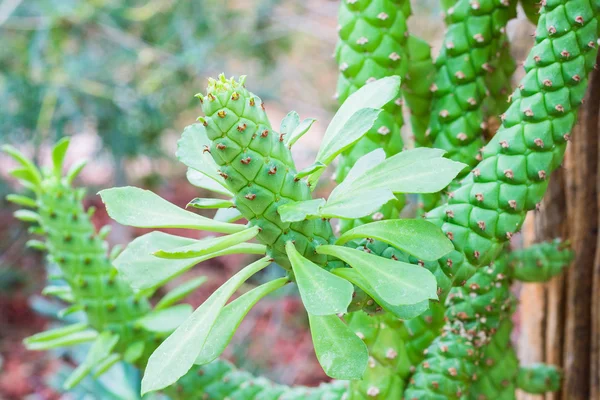 Cactus sur fond rocheux — Photo