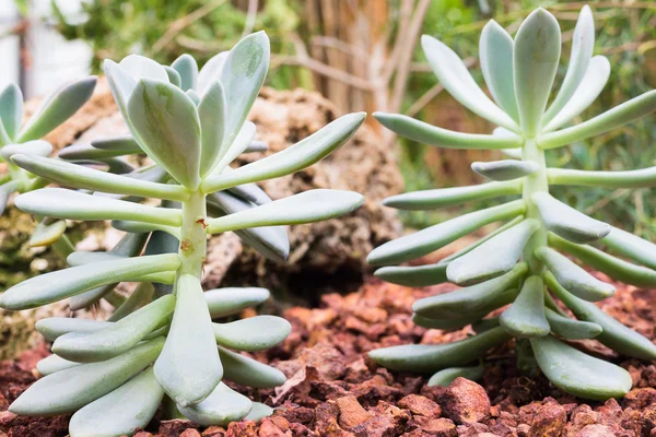 Cactus on rock background — Stock Photo, Image