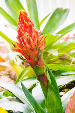 Renkli çiçek açan bromeliad bitkiler