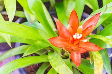 Renkli çiçek açan bromeliad bitkiler