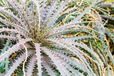 Renkli çiçek açan bromeliad bitkiler