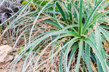 Renkli çiçek açan bromeliad bitkiler