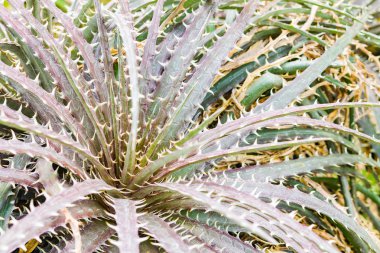 Renkli çiçek açan bromeliad bitkiler