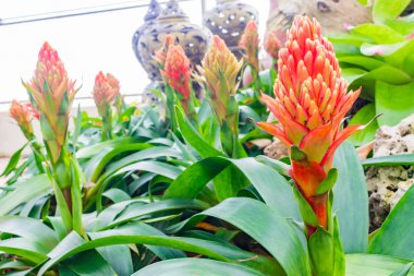 Renkli çiçek açan bromeliad bitkiler